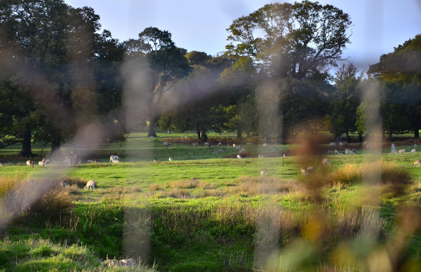 Dozens of deer in a field