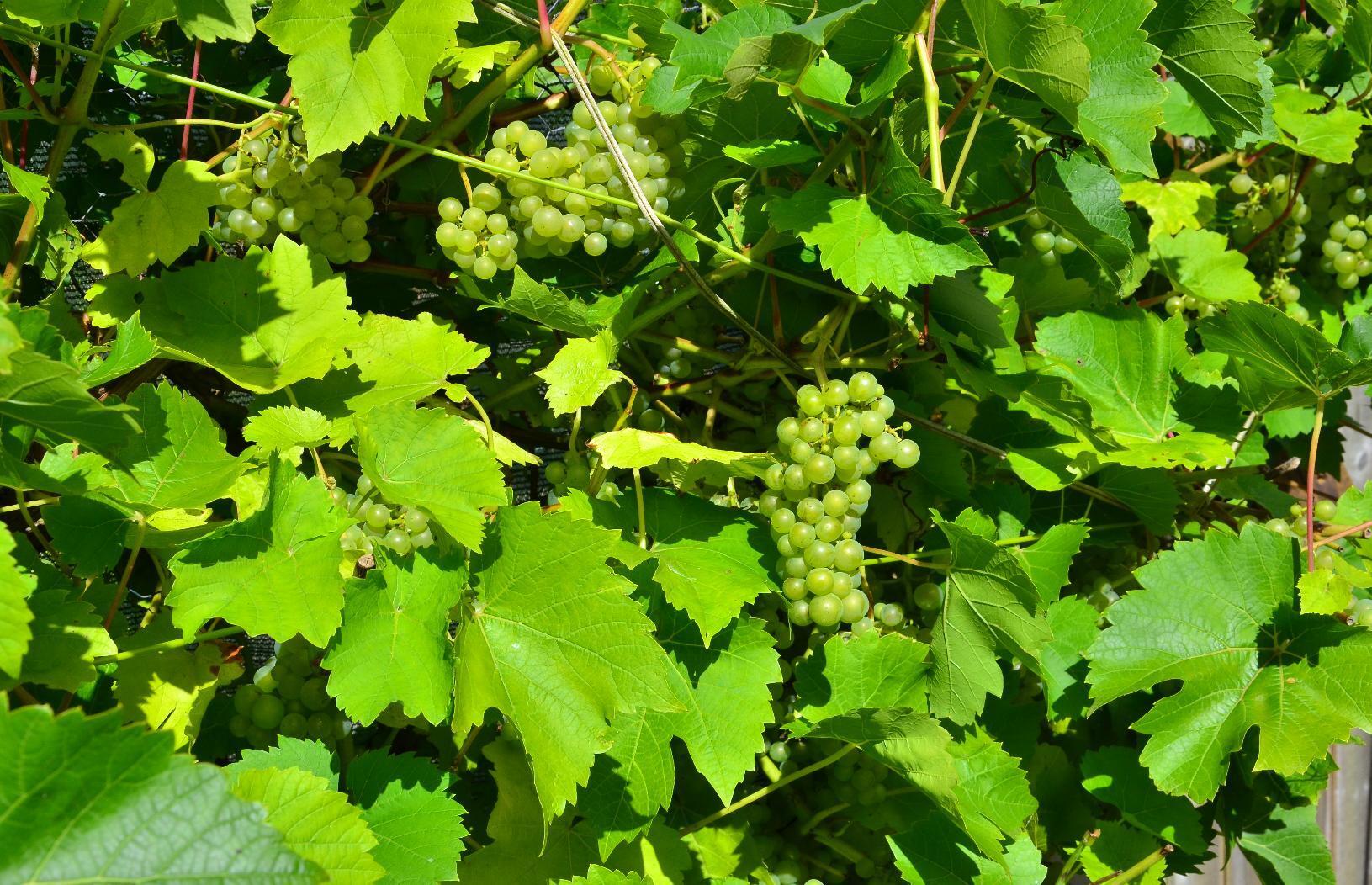 Green grapes