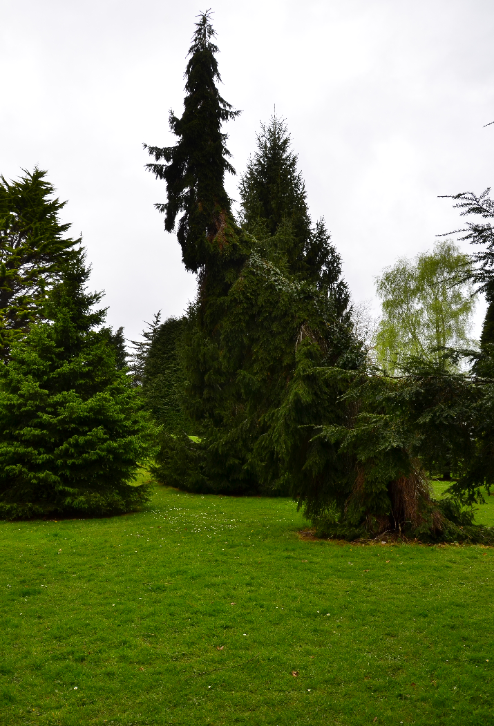 Strangely shaped tree