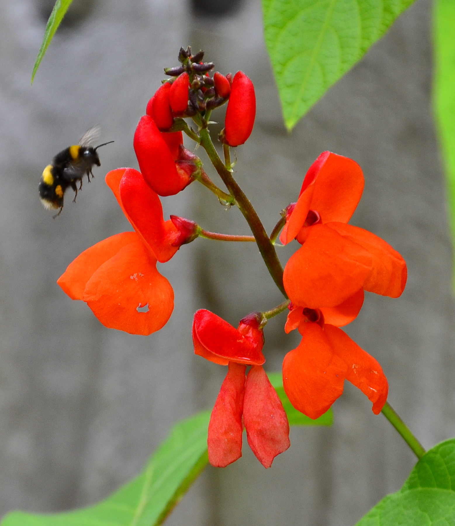 Bee approaching flower