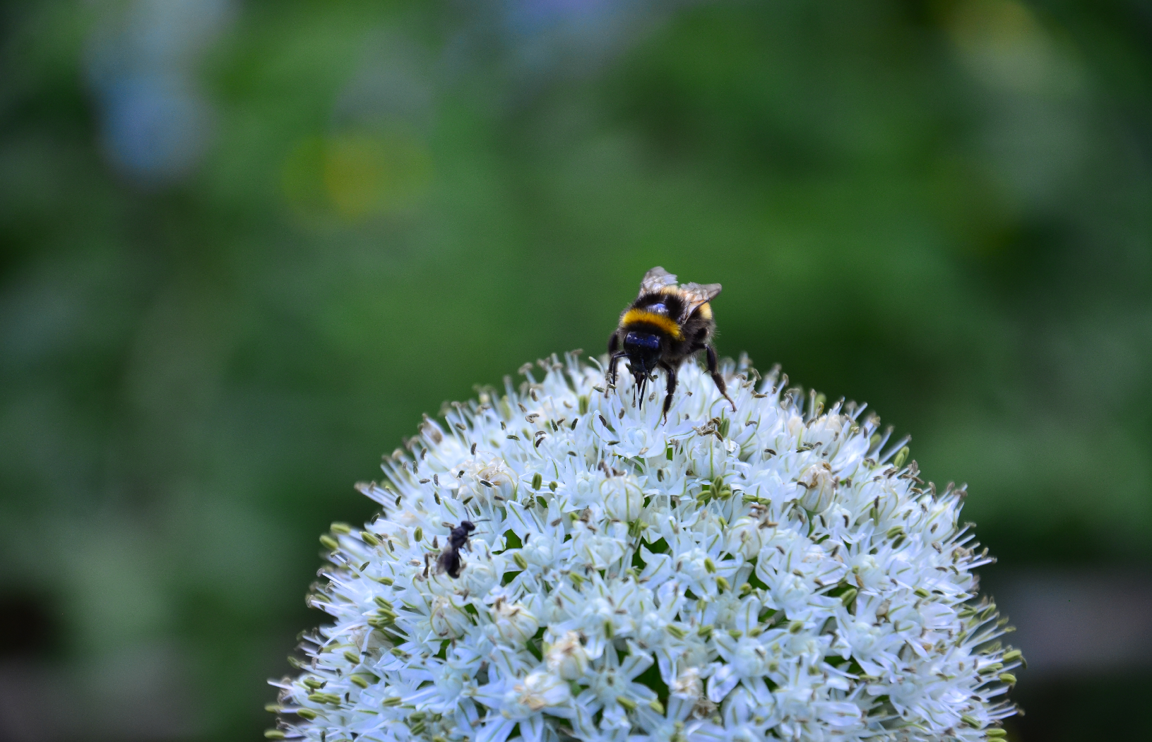 Bumblebee and wasp on allium