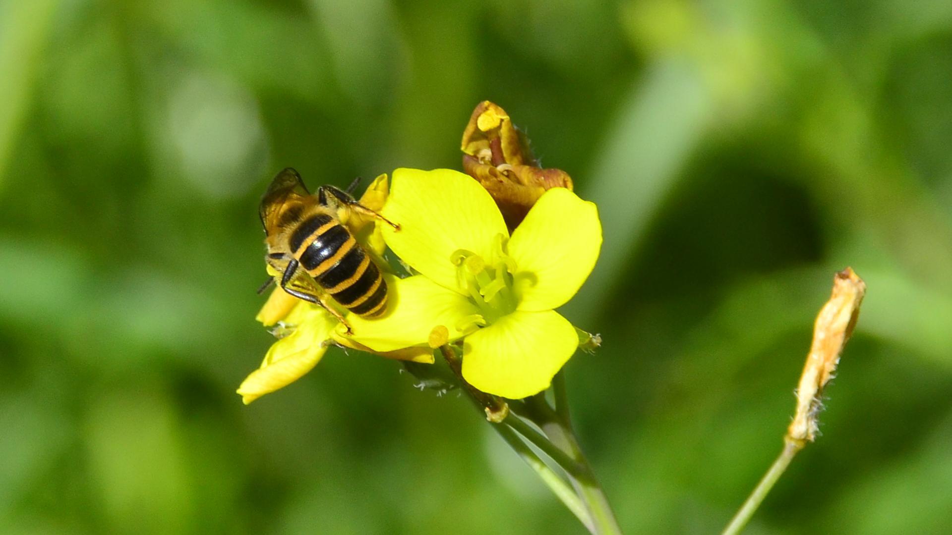 Bee on yellow flower