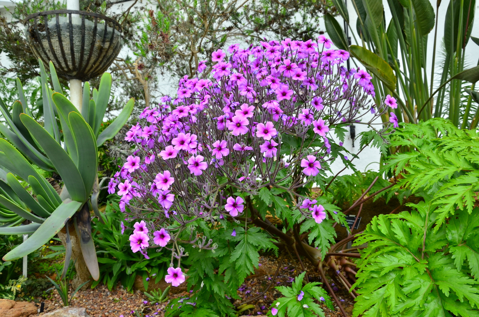 Purple flowering plant