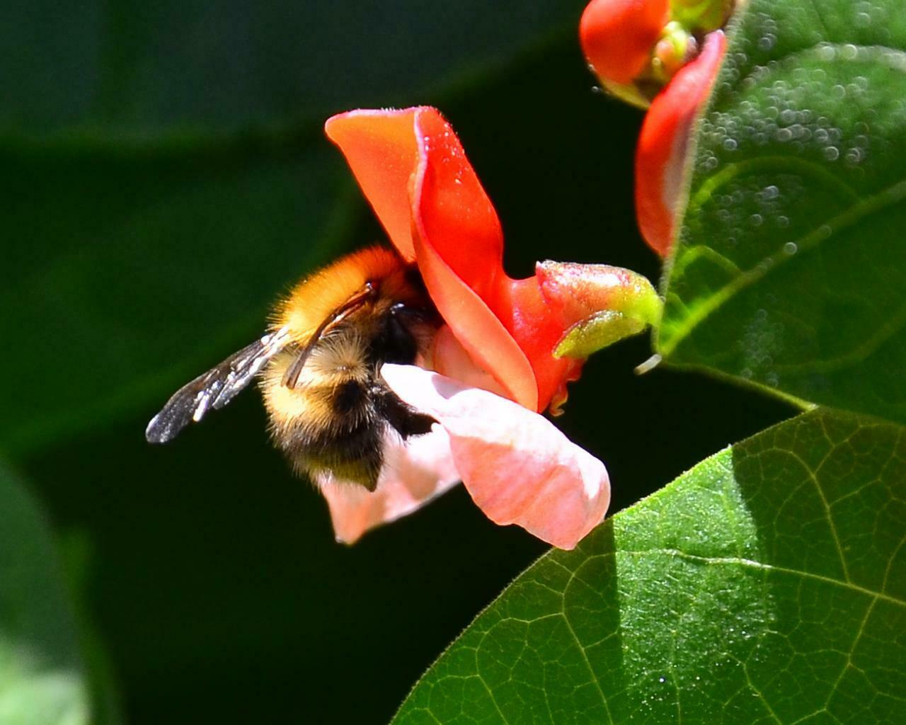 Bumblebee on a runner bean flower