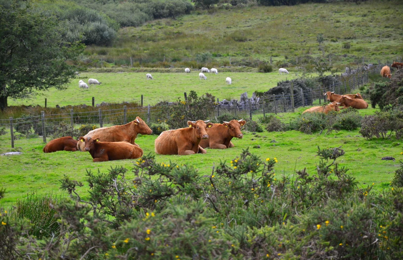 Cattle in Dartmoor