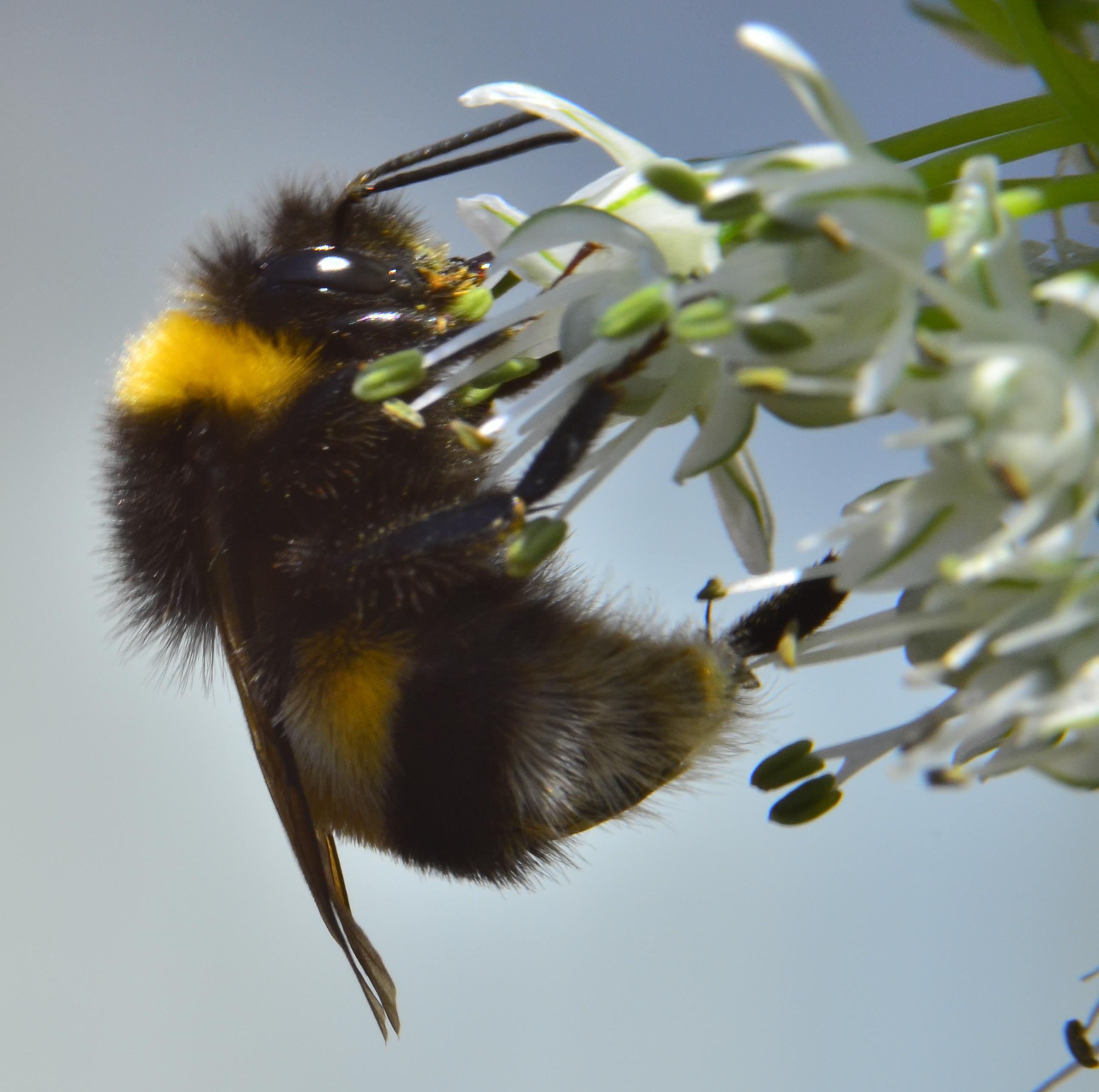 Bumblebee on allium