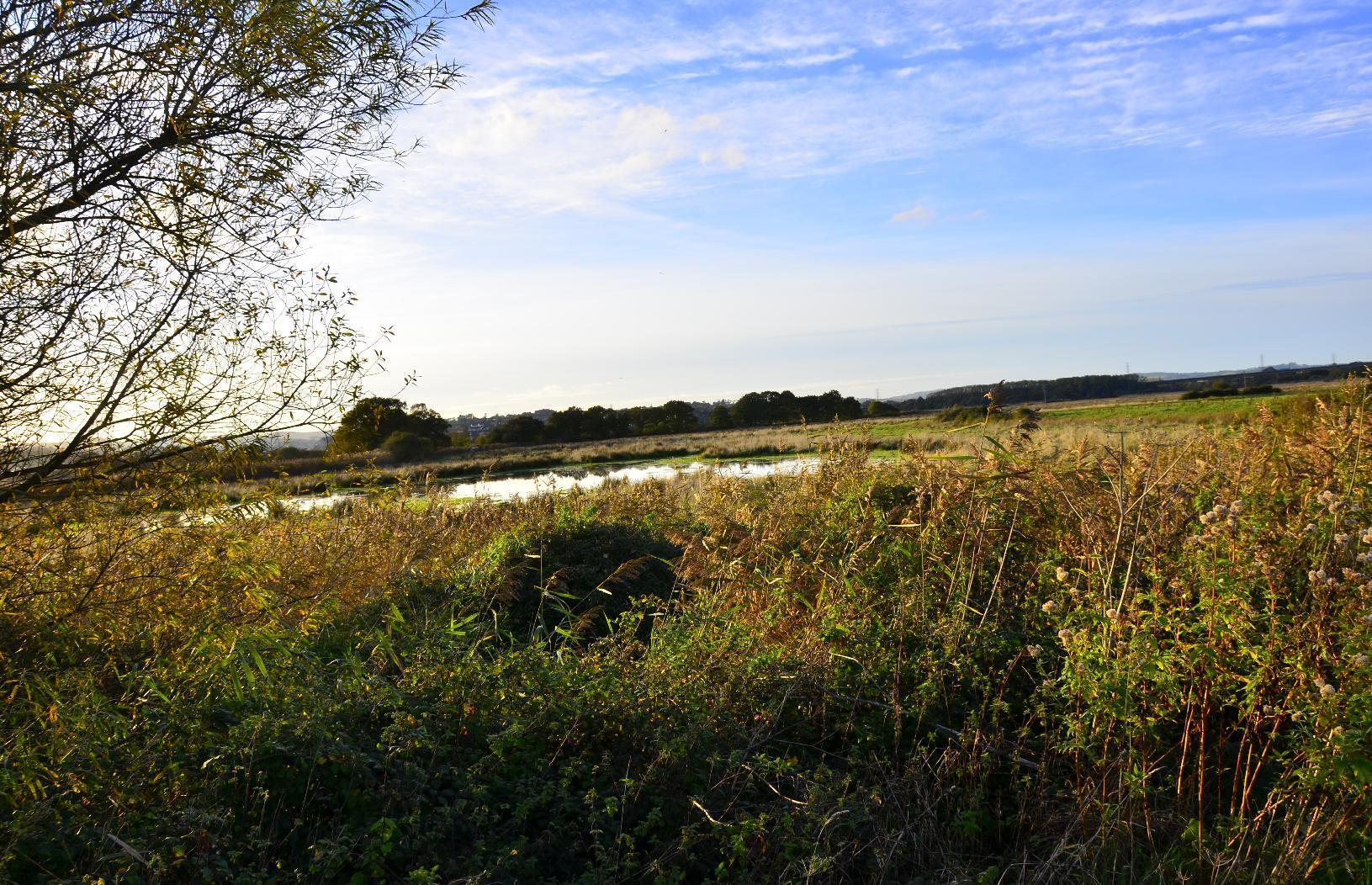 Pond in a meadow