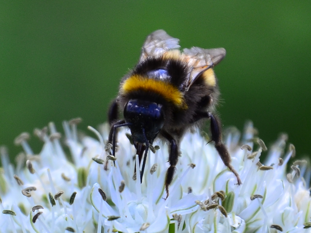 Close up of bumblebee