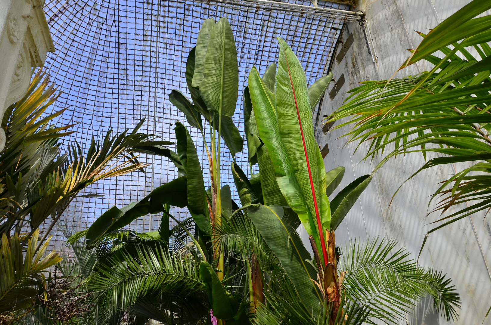 Plants in glass house