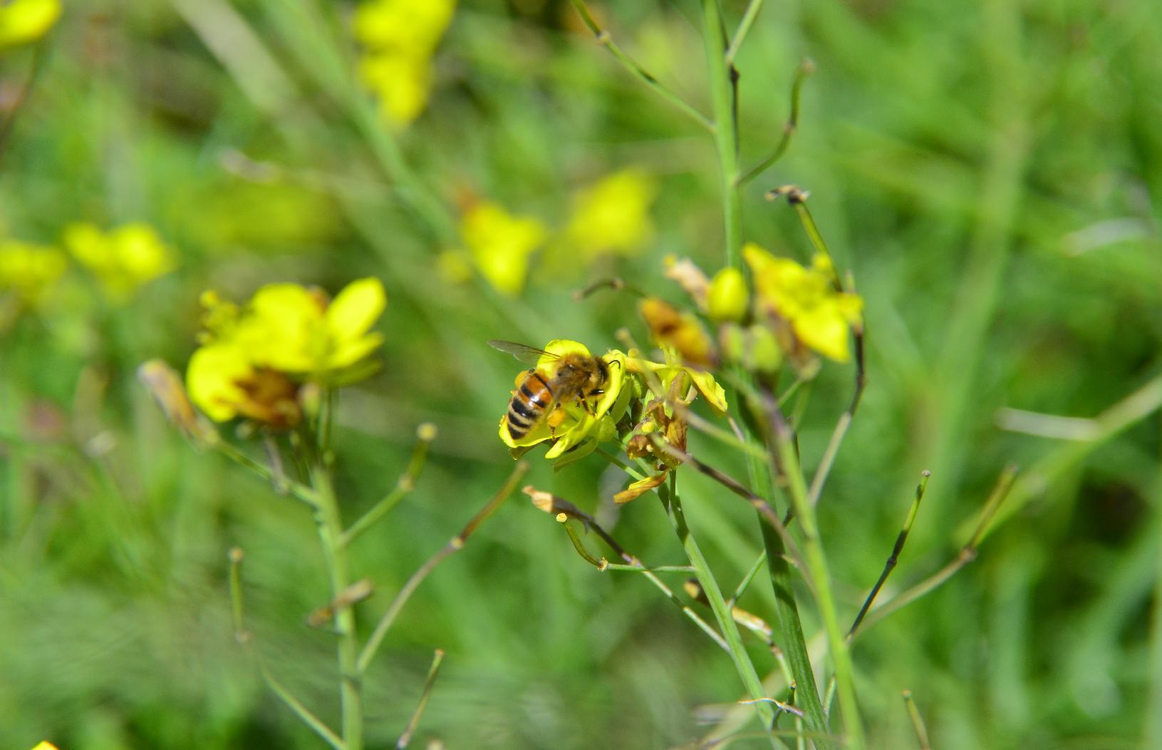 Bee on yellow flower