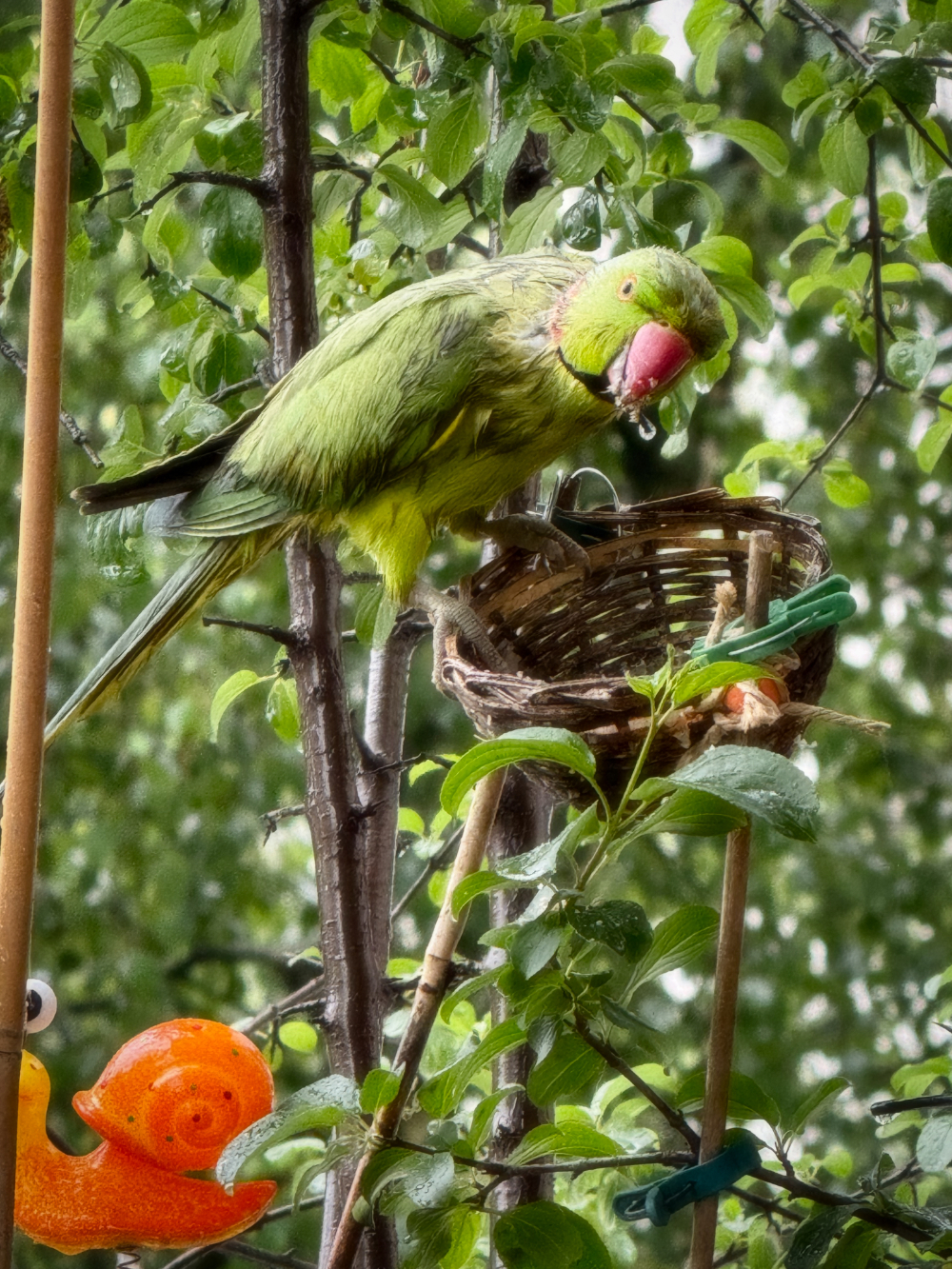 Bild/Foto