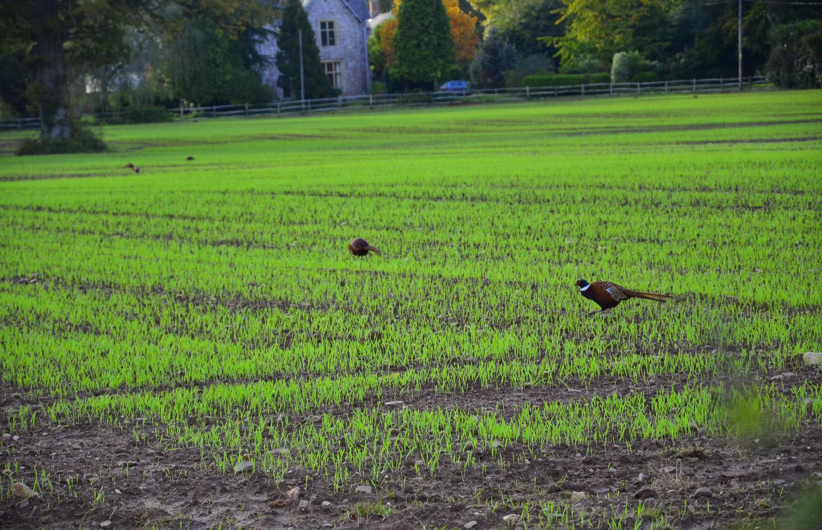 Pheasants feeding in a field