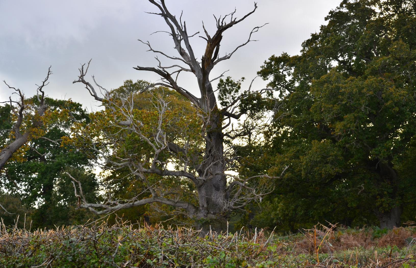 Dead tree