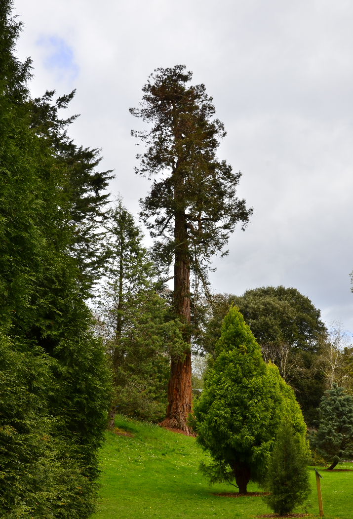 Possible redwood tree