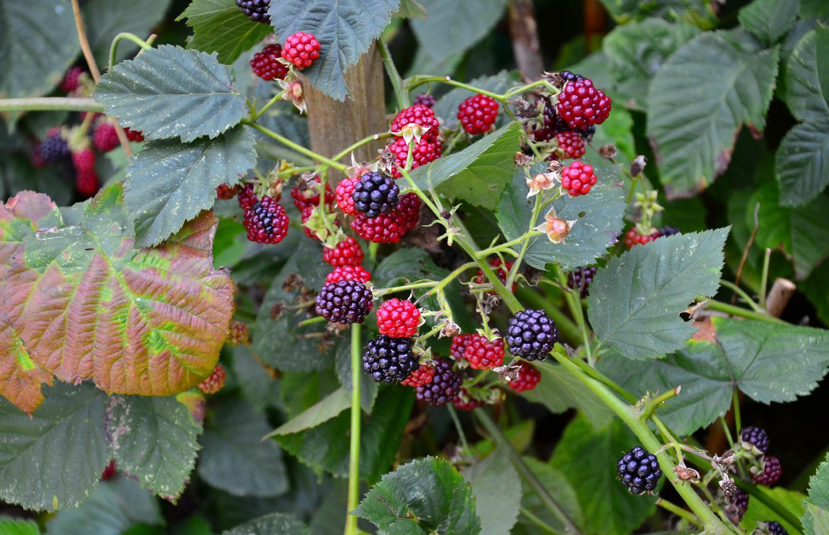 Unripe and ripe blackberries