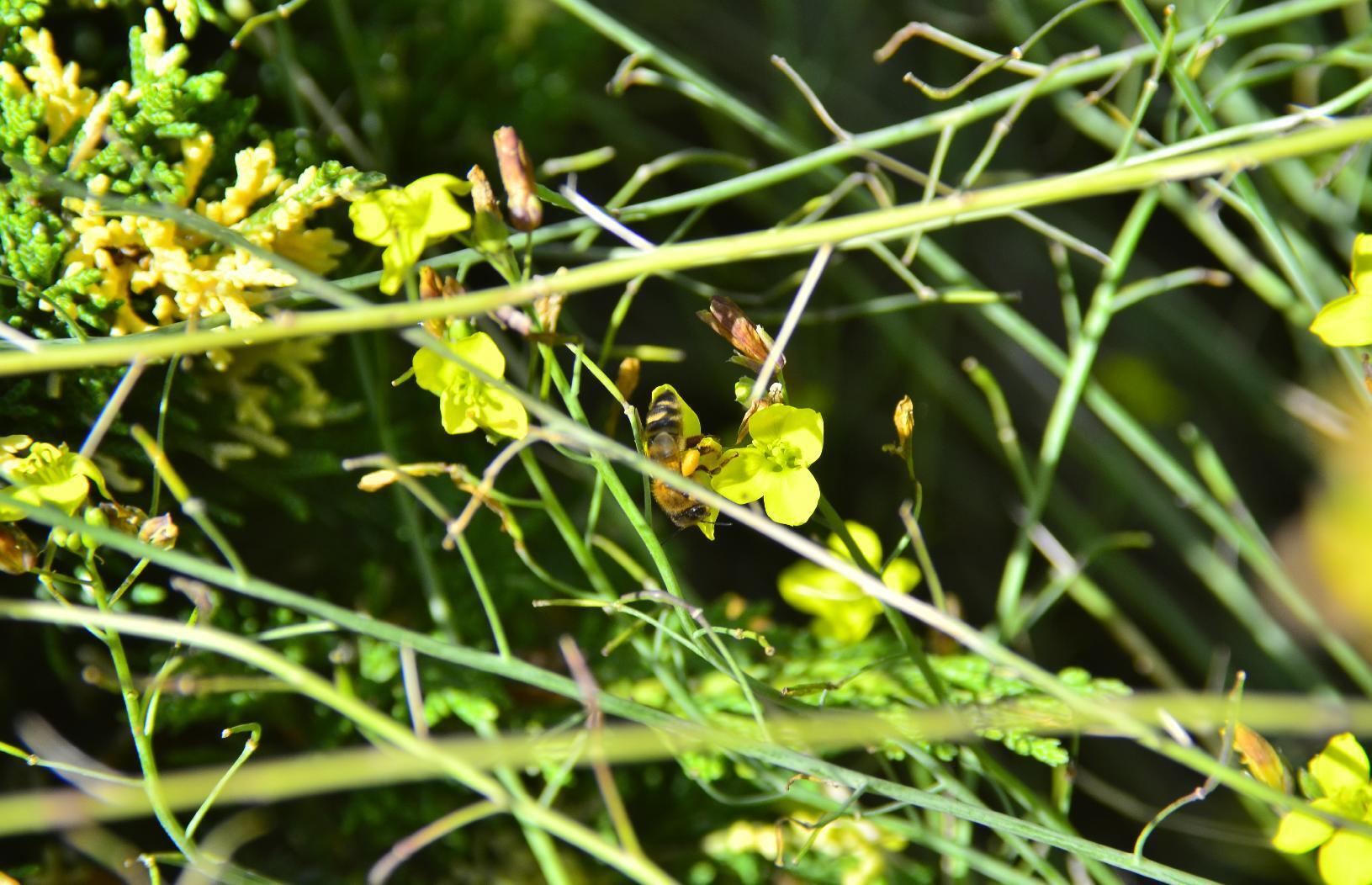 Bee on yellow flower