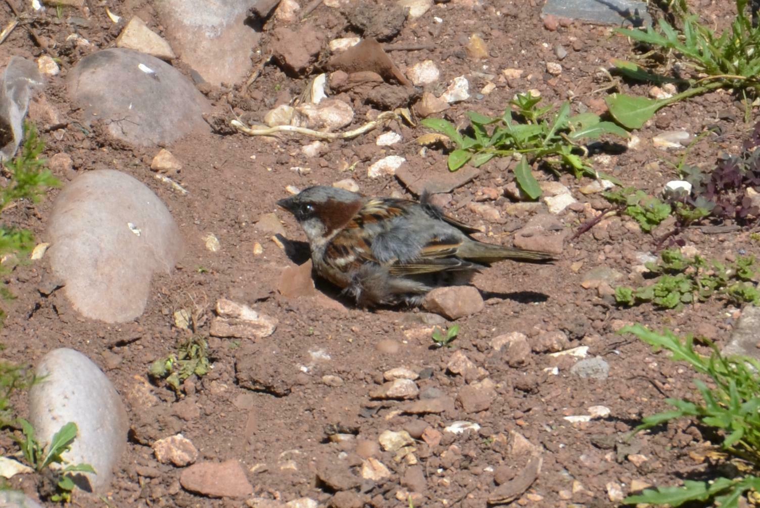 Sparrow having a dust bath 3