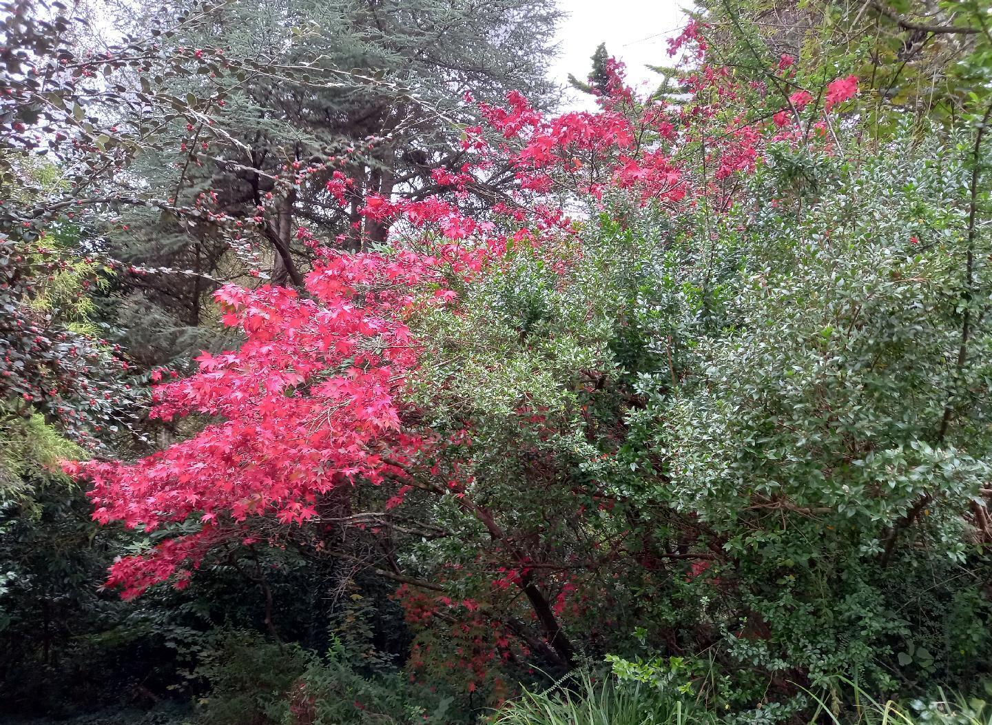 Tree with red leaves