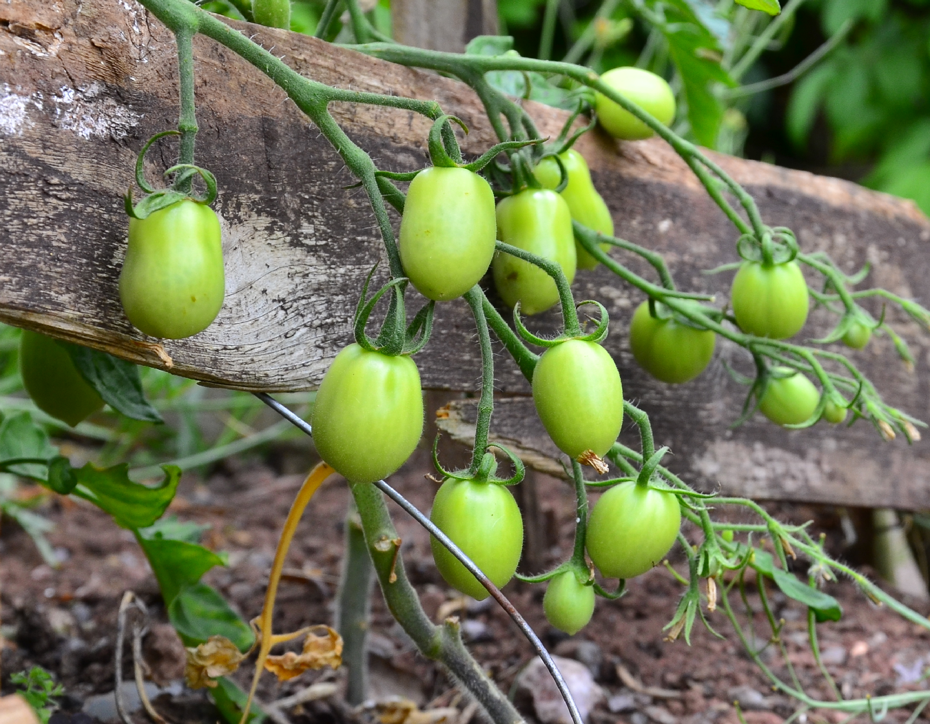 Tomatoes and wood