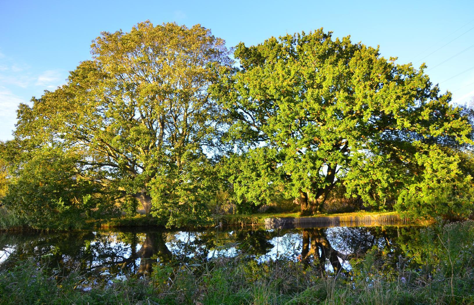 Trees reflecting in the canal