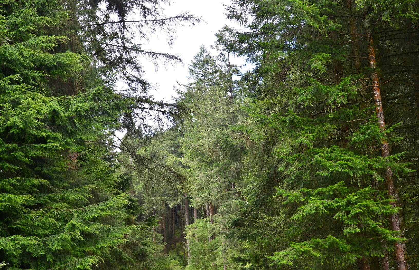 Tops of coniferous trees