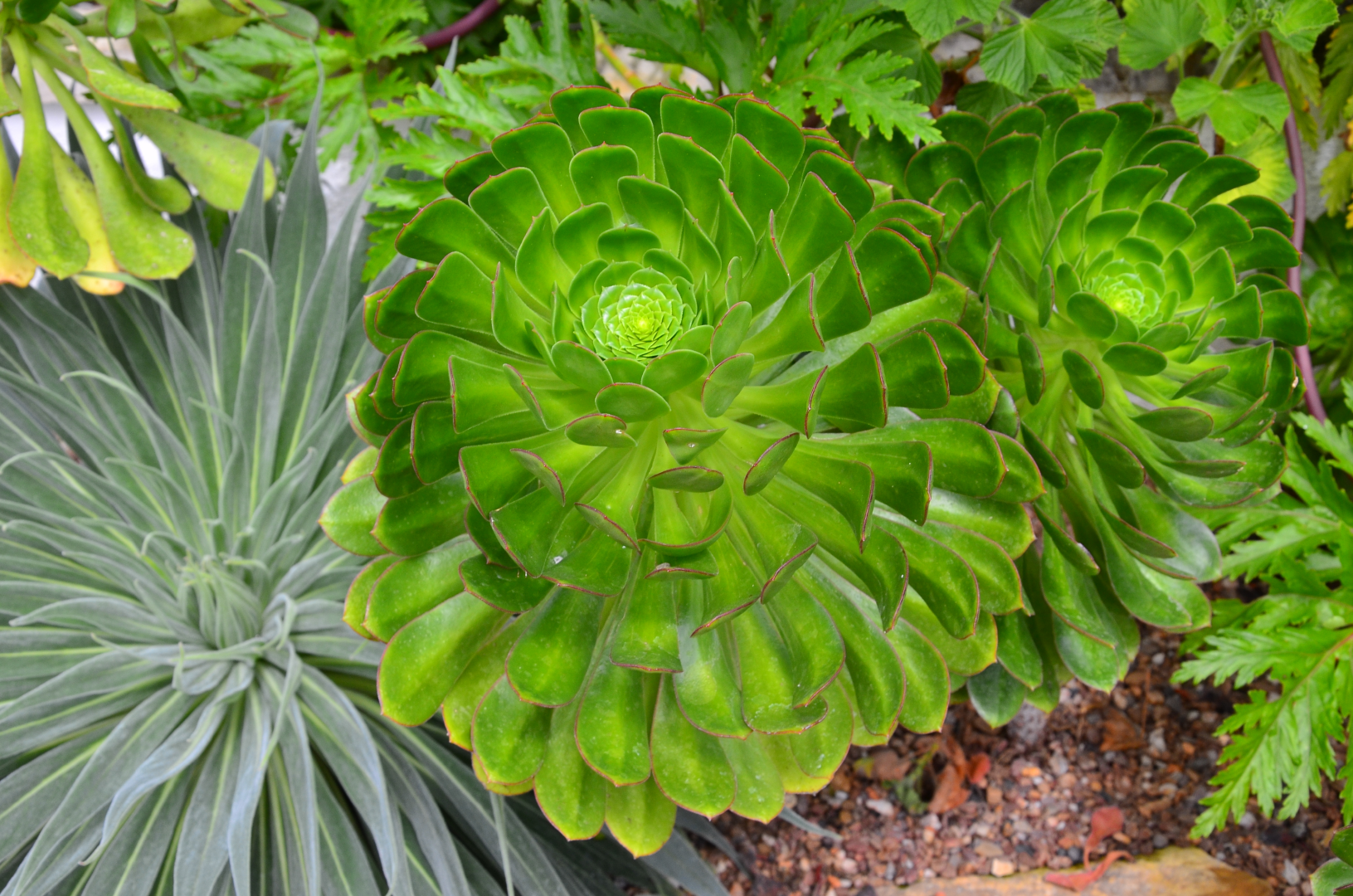 Plant with rotational symmetry