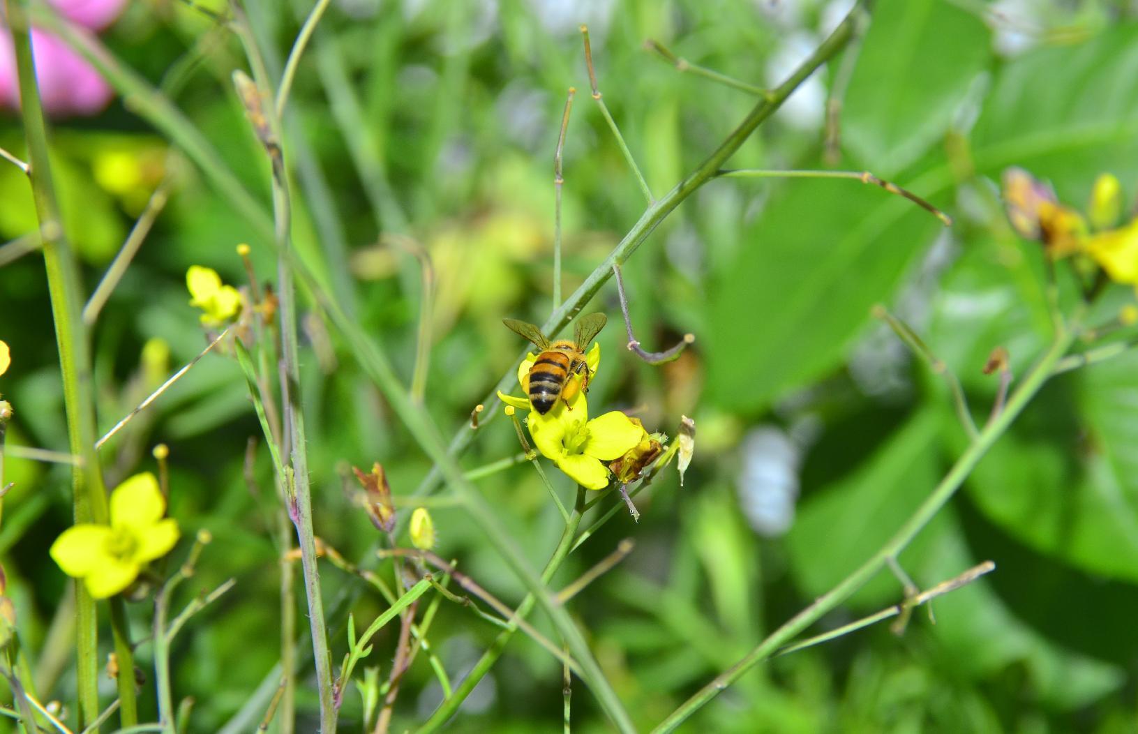 Bee with pollen sacs