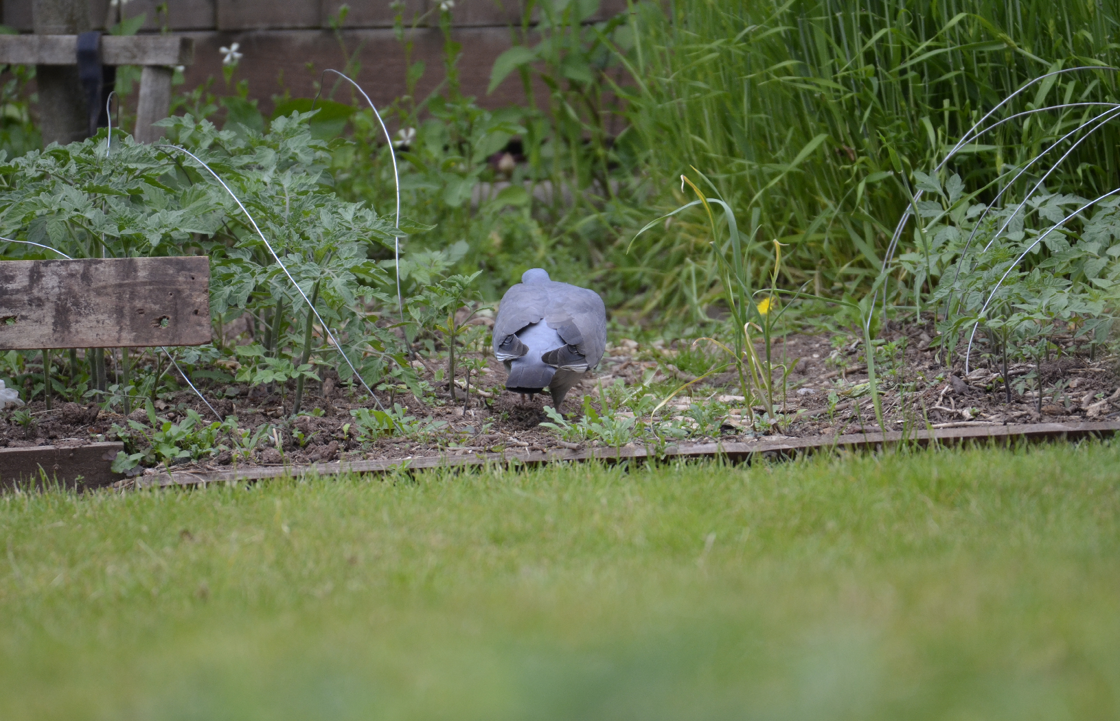 Pigeon on the ground