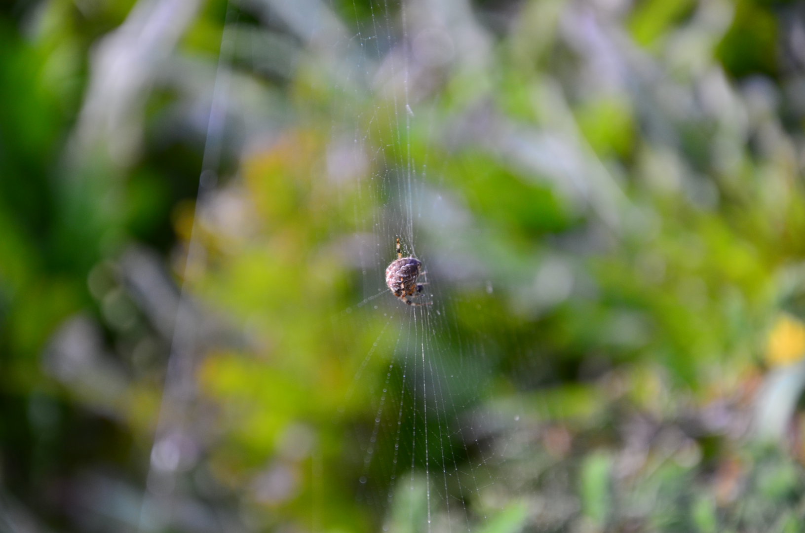 Spider at the hub of its web