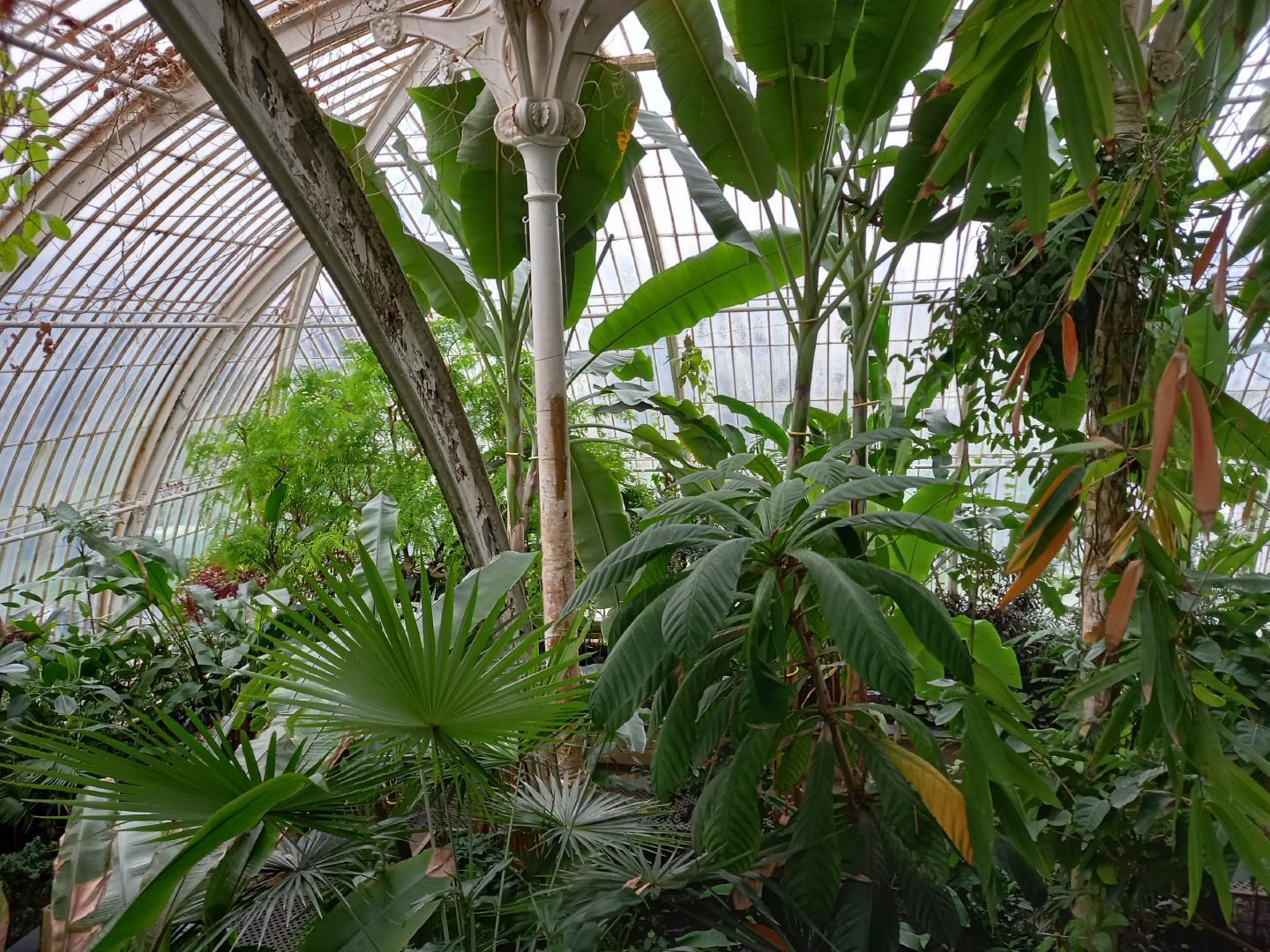 Higher level view inside Palm House