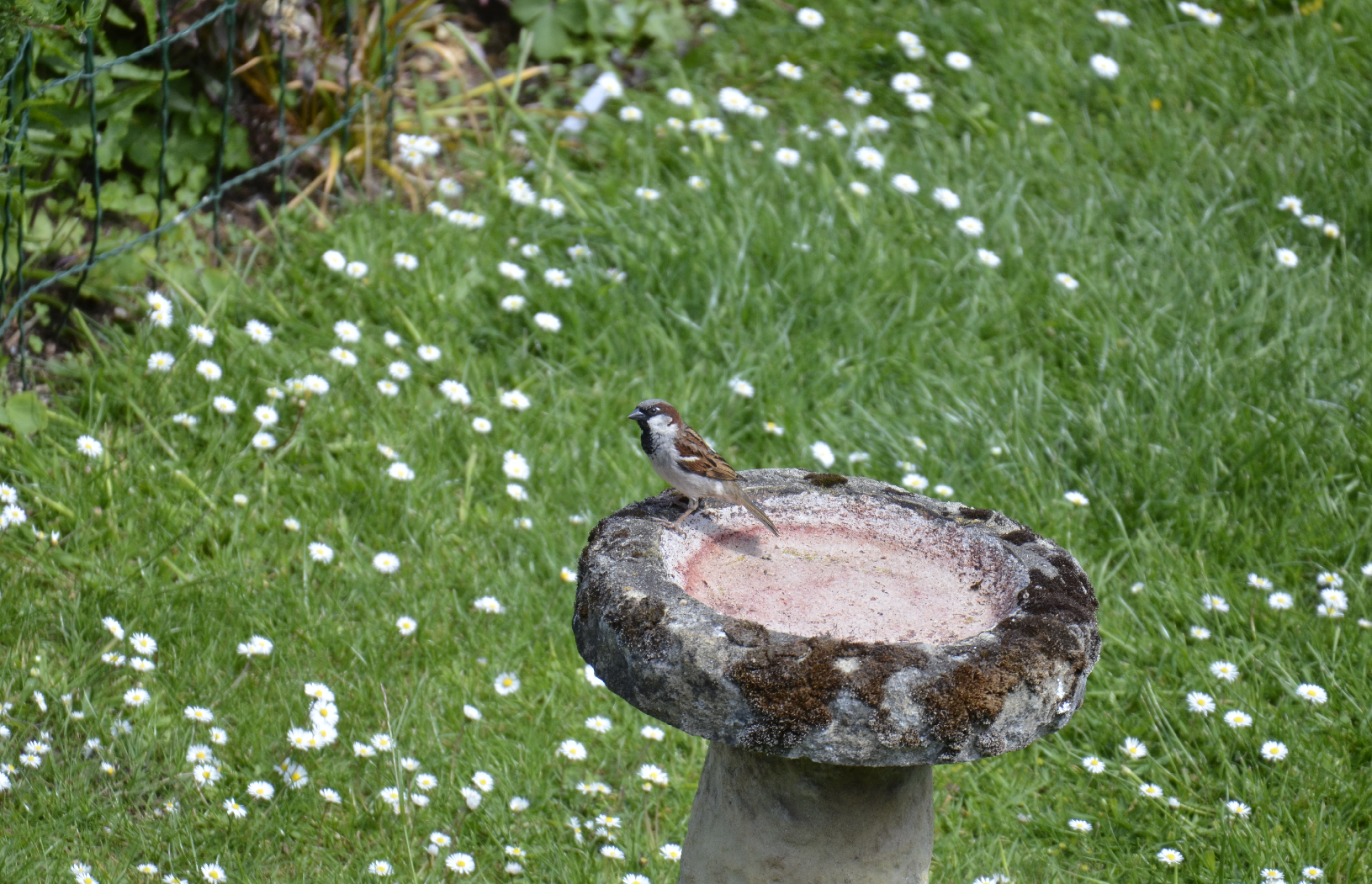 Sparrow on a bird bath