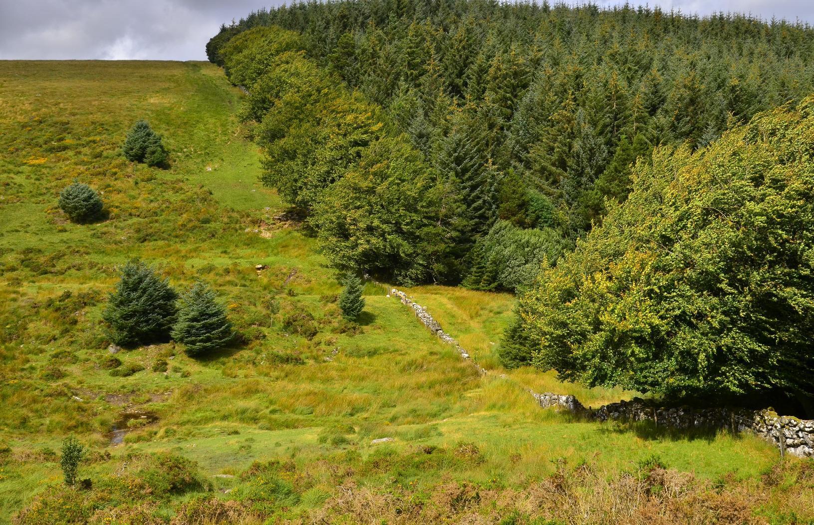 Western edge of Fernworthy Forest