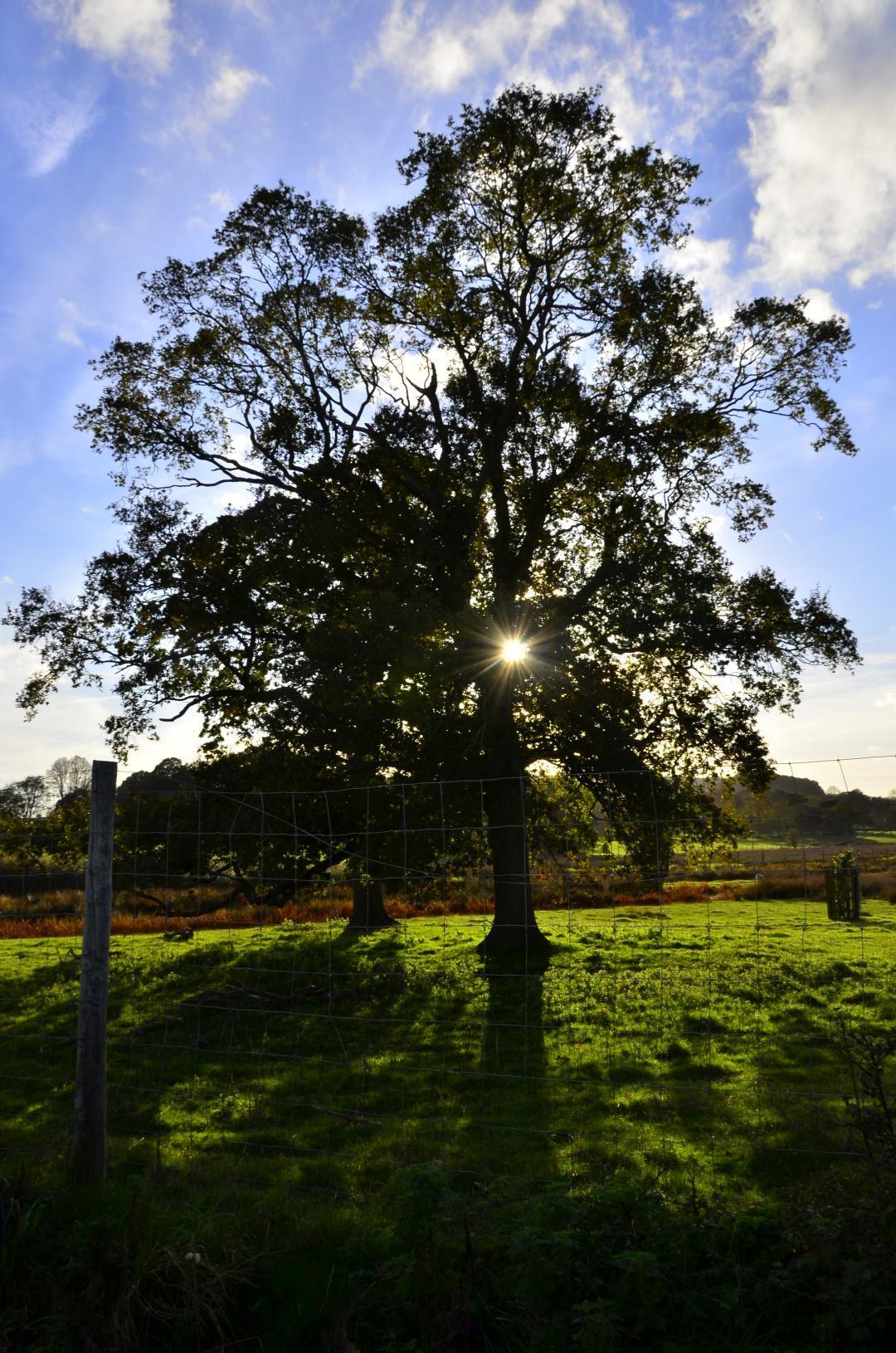 Tree with sunlight shining through it