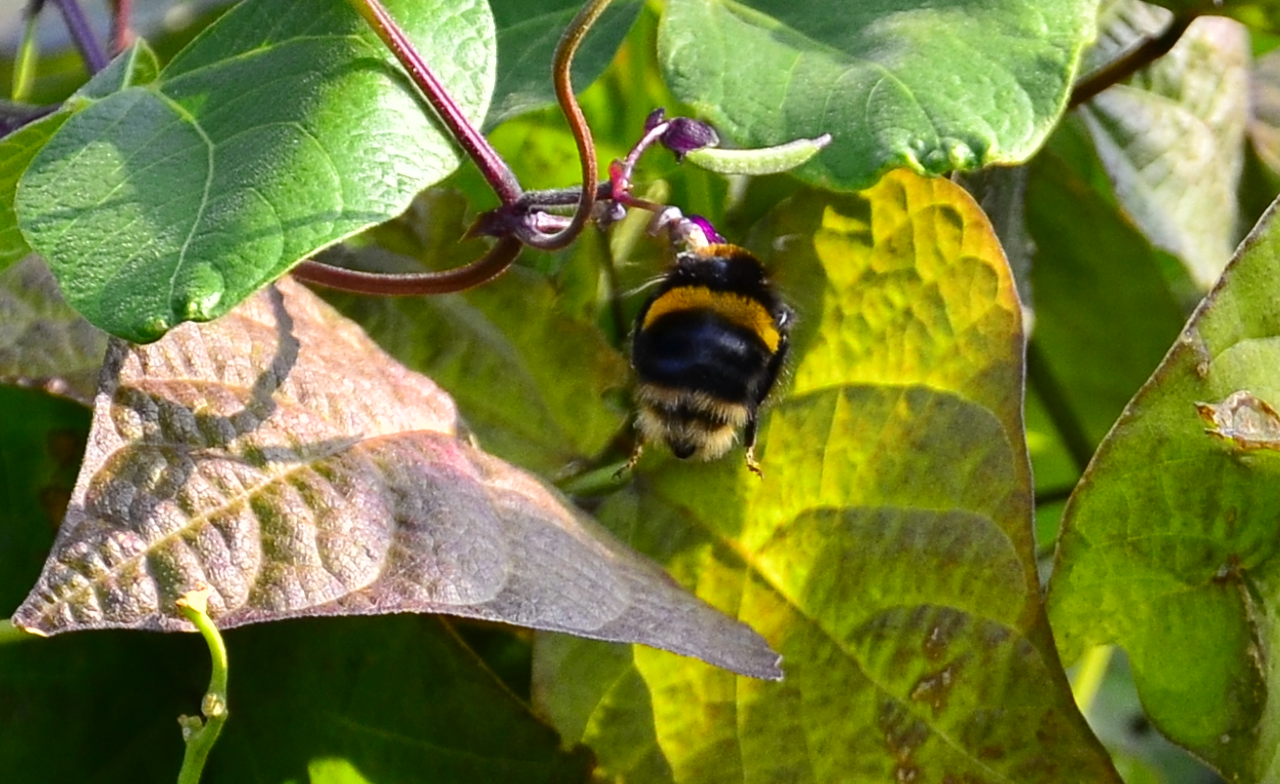 Large bumble bee