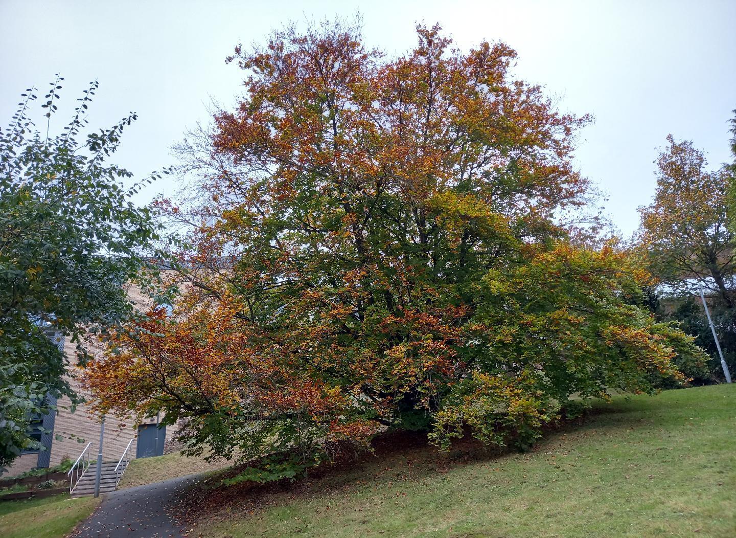 Tree with leaves changing colour steadily