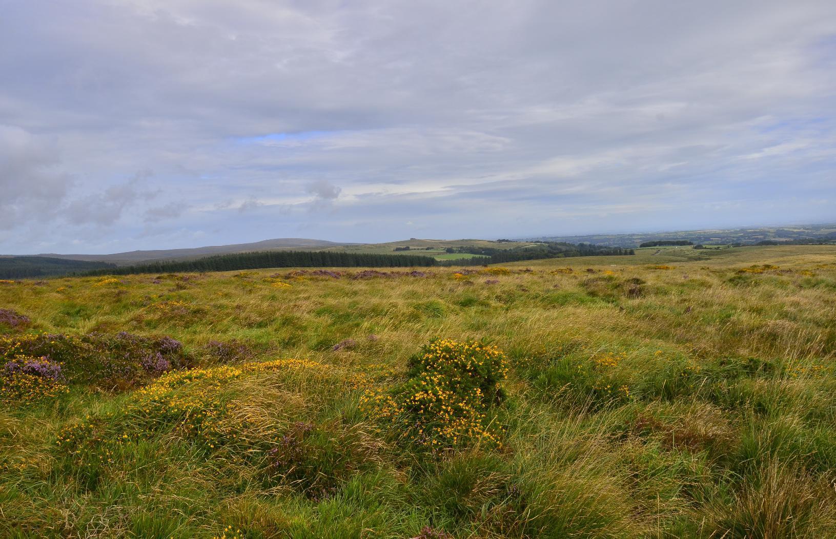 Irregular terrain with forest in mid-ground