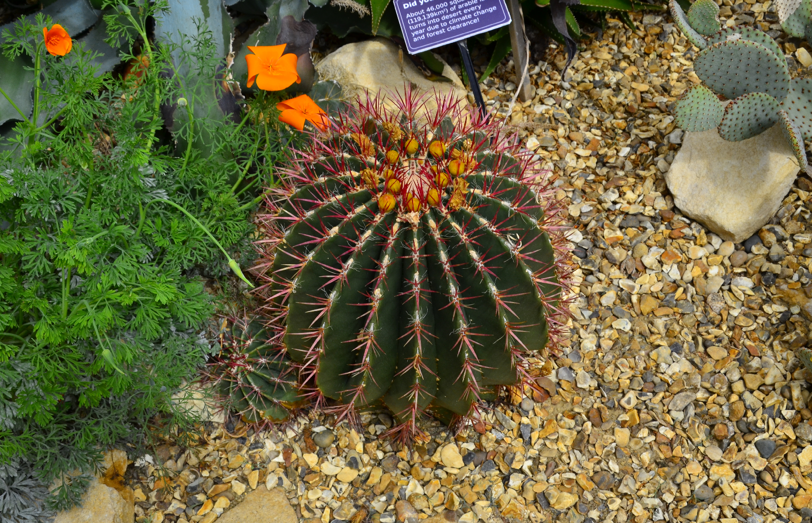 Round cactus