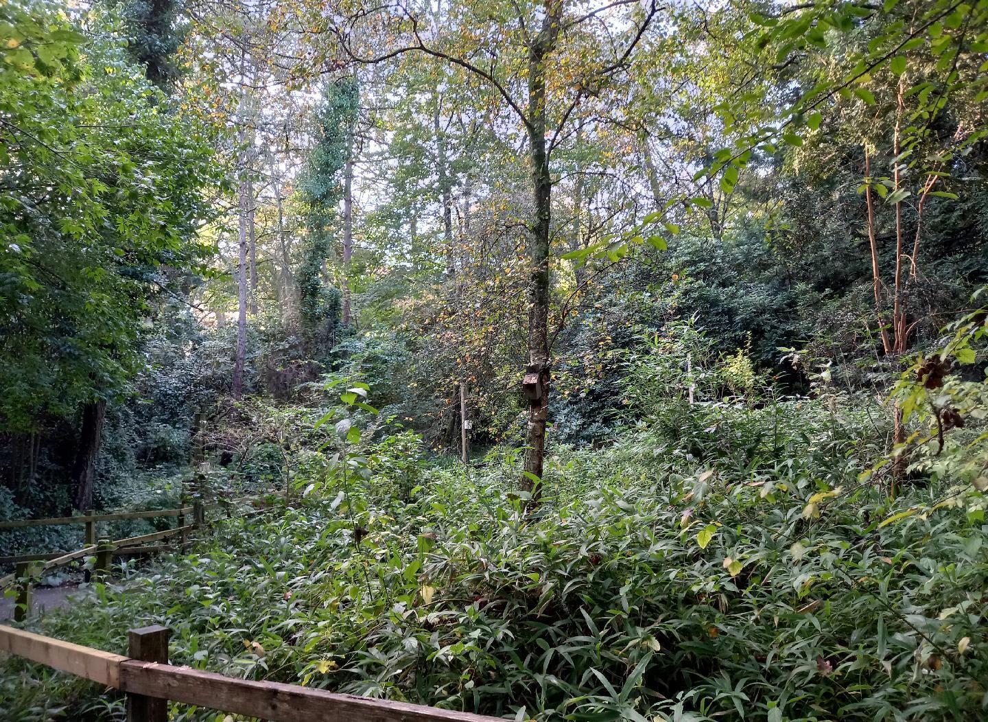 Path through an arboretum