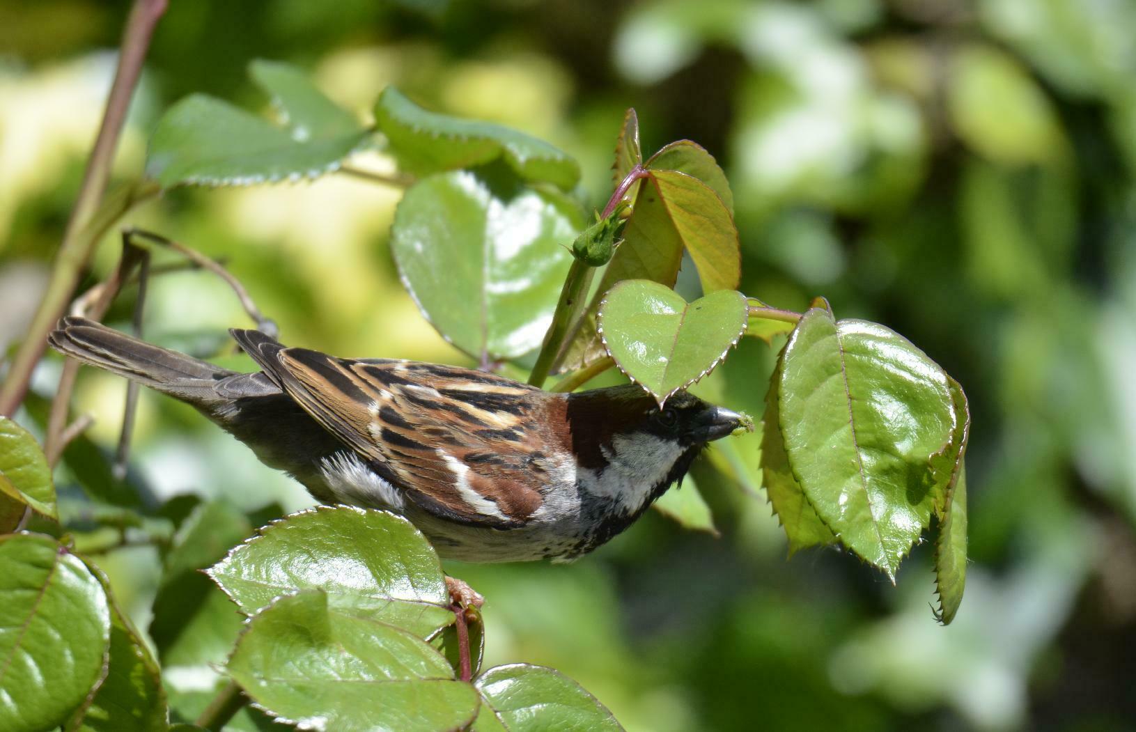 Feeding sparrow