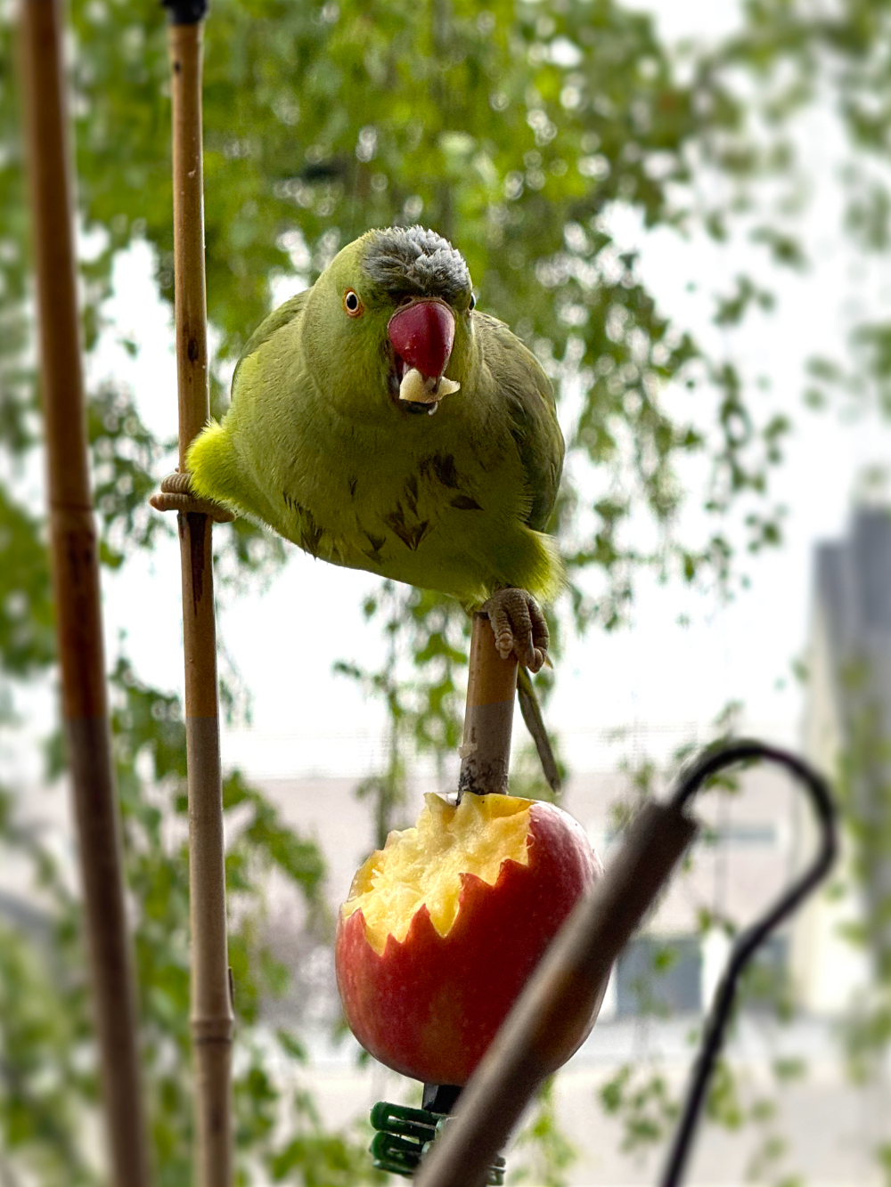 Bild/Foto