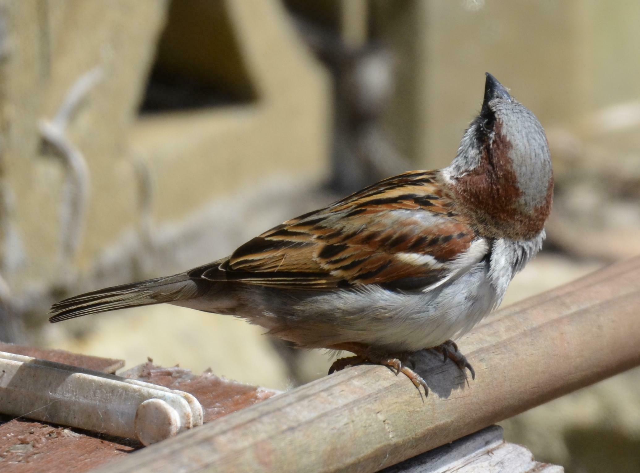 Portrait of a house sparrow