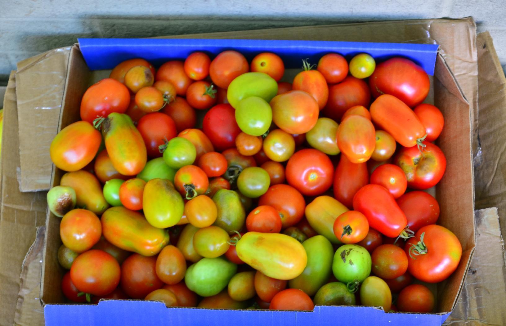 Tomatoes in a box