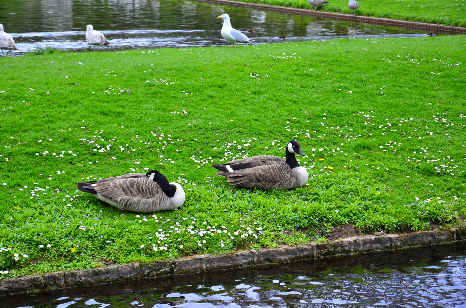 Pair of geese