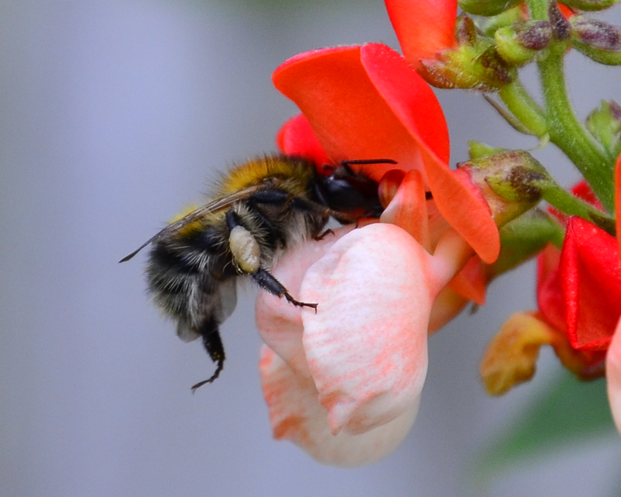 Bee on a runner bean flower