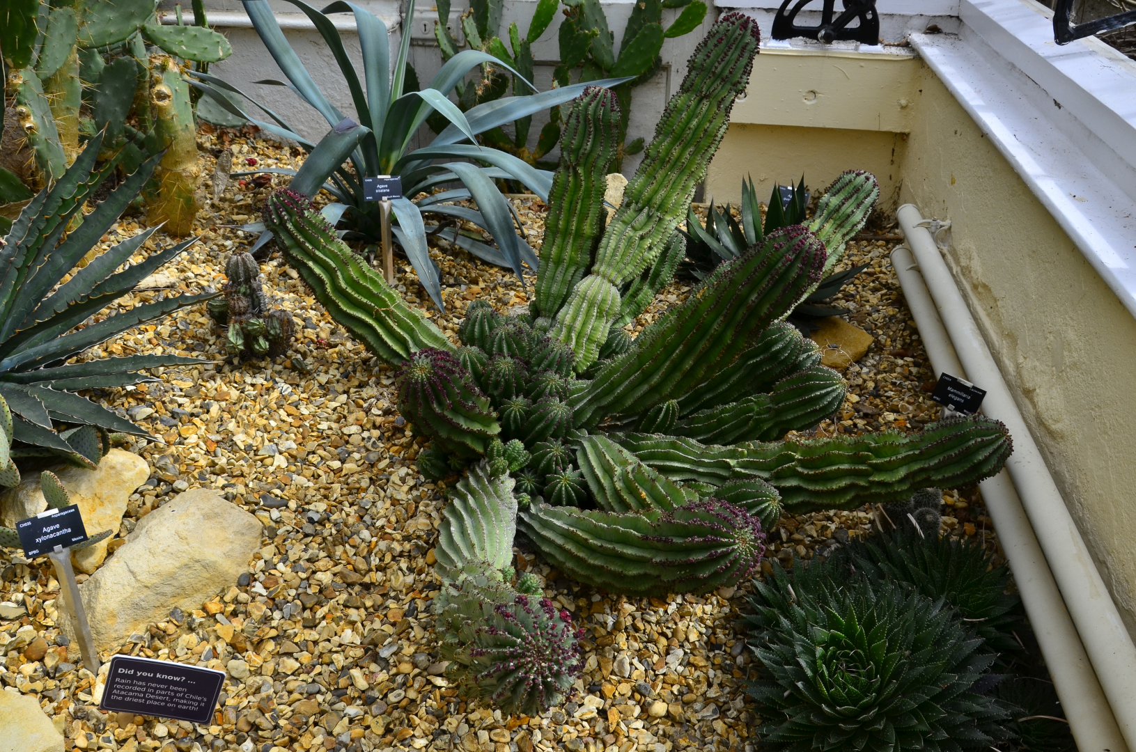 Sprawling cactus