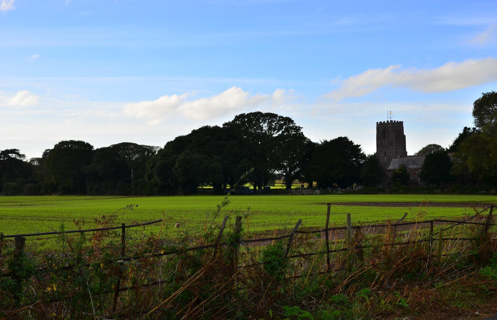 Green shoots in a field