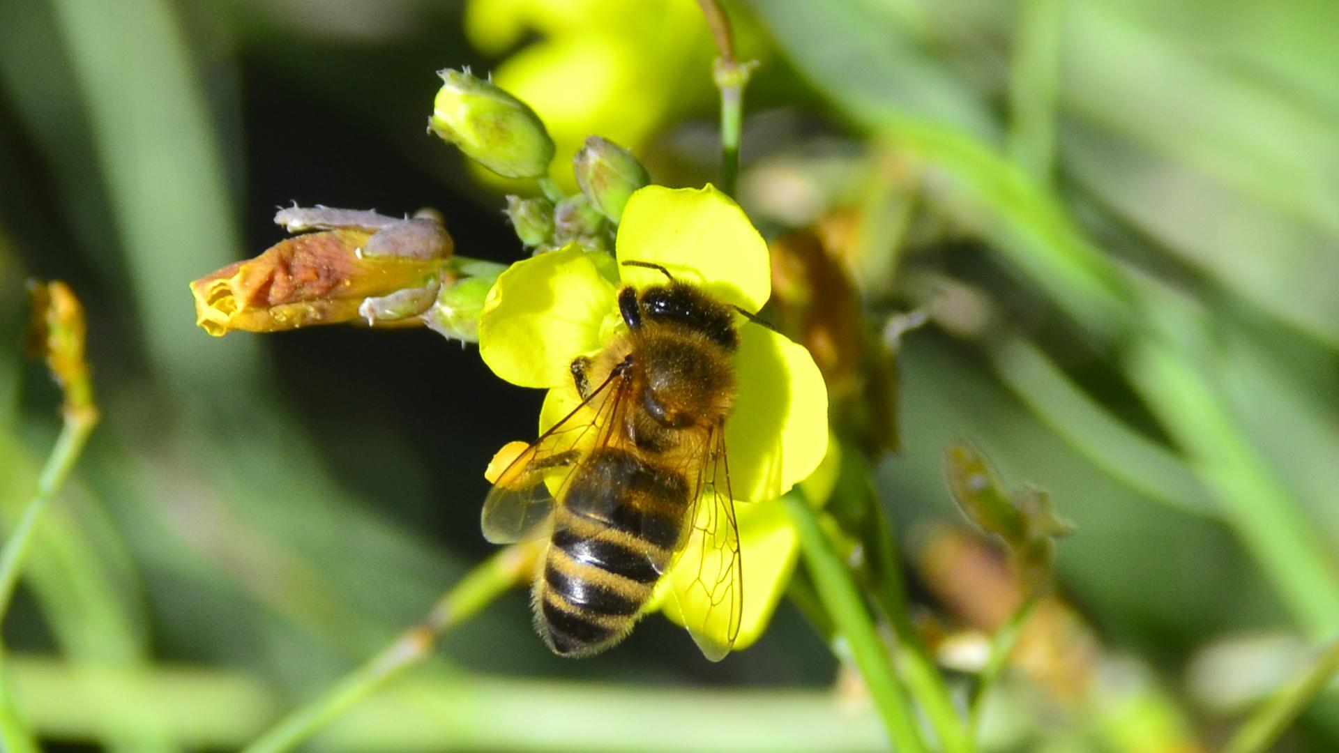 Bee on yellow flower