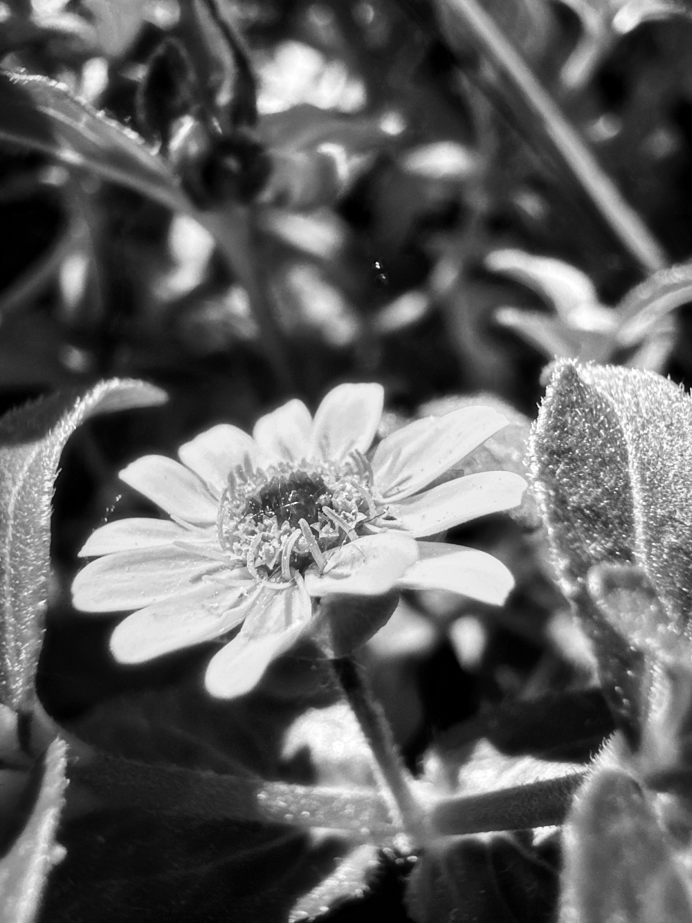 Bild/Foto
