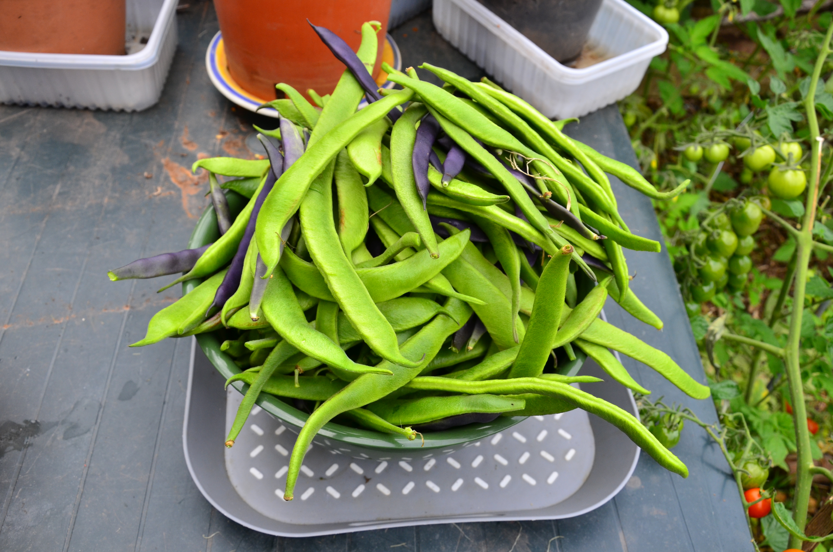Runner beans in a tray