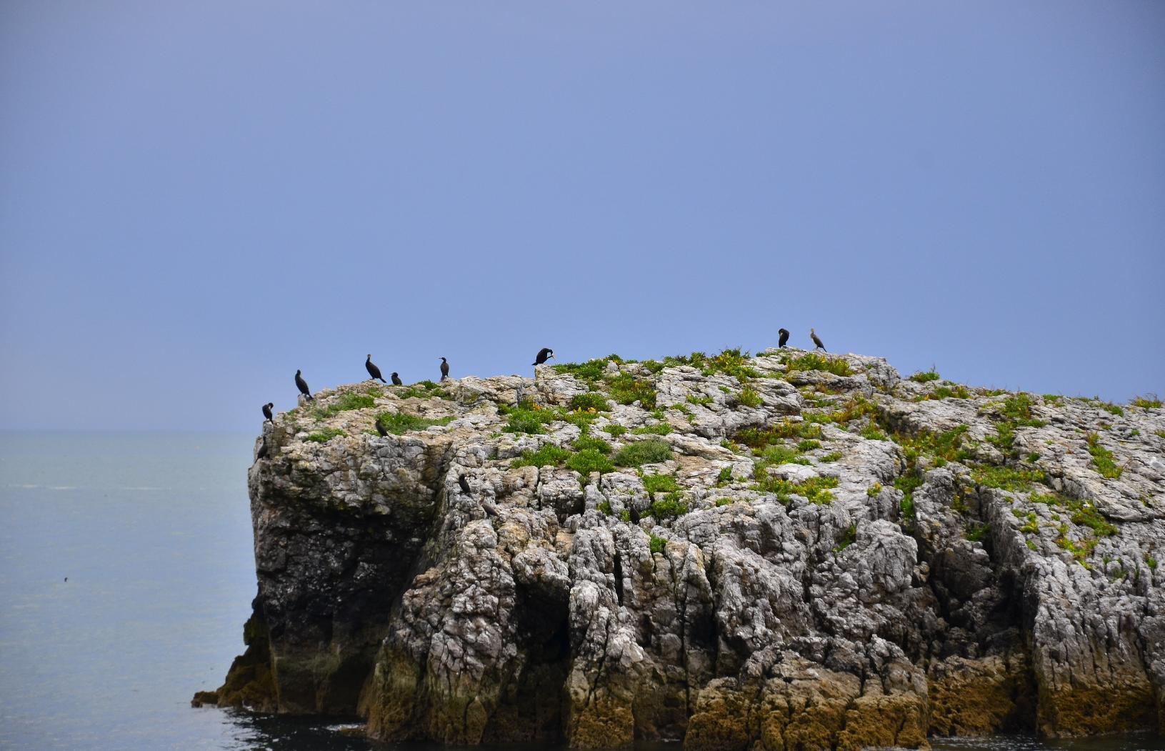 Cormorants on a limestone islet